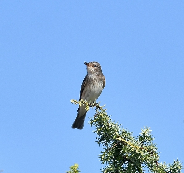 Piglia mosche  (Muscicapa striata / Pigliamosche)